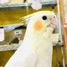 【最新画像更新☆☆】不動の人気にして王道カラー！！　オカメインコ