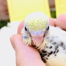 魅惑のカラーがやってきました(^^♪　セキセイインコ