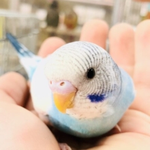 【最新画像更新☆☆】鉄板人気カラー！！　セキセイインコ