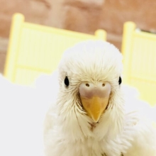 黒目がパチパチ人気カラー　セキセイインコ