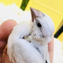 【最新画像更新☆☆】銀ピカピカの文さん♪　シルバー文鳥