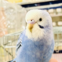 【最新画像更新☆☆】どお？？いいカラーでしょ？？　セキセイインコ