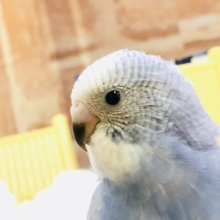 誰よりも早くご飯をちょうだい～！！　セキセイインコ
