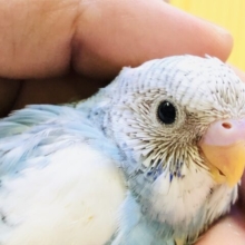 個性が美しいカラー(*^^)v　セキセイインコ