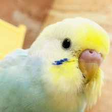 ぱっと優しいカラーが登場！！　セキセイインコ