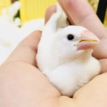 【最新画像更新☆☆】まっ白な体にピュアなハート？？　白文鳥