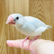 【最新画像更新🪄1人餌になりました！】キラキラ光る✨高級感♡シルバー文鳥 ヒナ