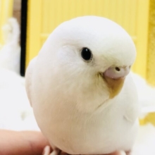 【最新画像更新☆☆】まっ白ボディにくりくりおめめ👀　セキセイインコ
