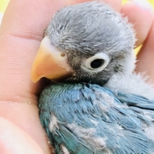 人気者♪♪　ボタンインコ
