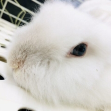 甘ったれすぎてところてんモード！！　ライオンラビット