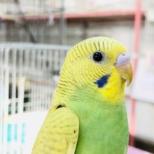 【最新画像更新☆☆】ライムグリーンカラー入舎！！　セキセイインコ