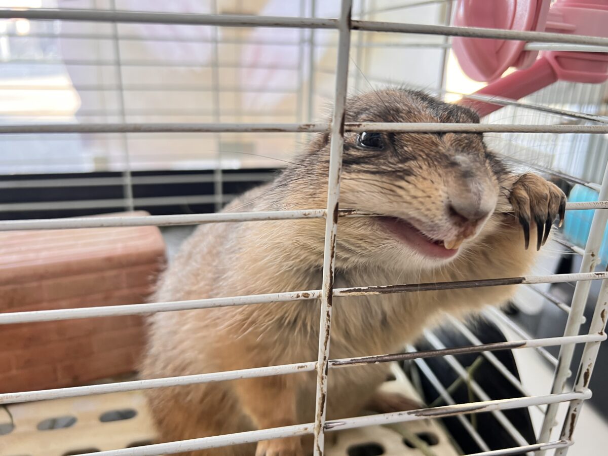 最新画像☆激レア❤天邪鬼なプレーリードッグ♡ プレーリードッグ