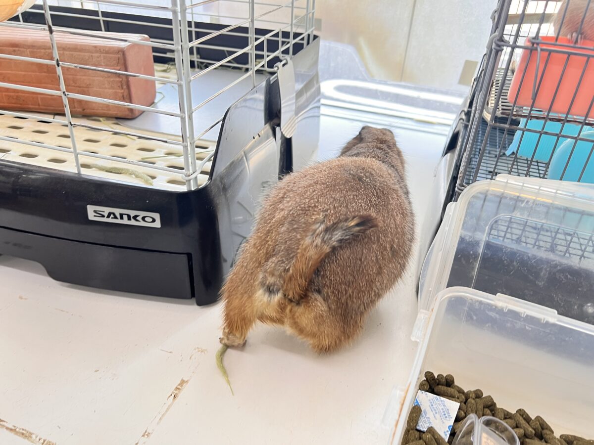 プレーリードッグ