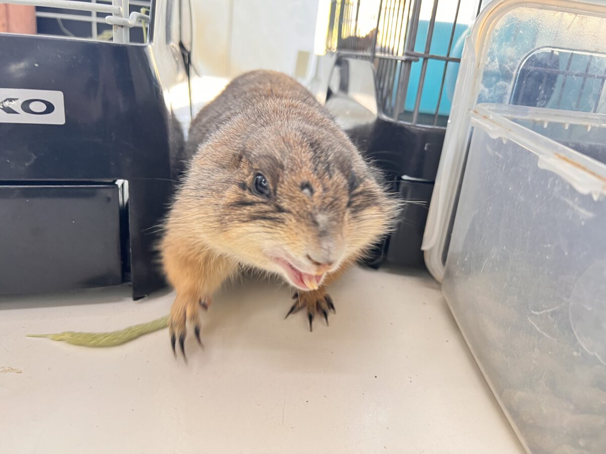 最新画像☆激レア❤天邪鬼なプレーリードッグ♡ プレーリードッグ