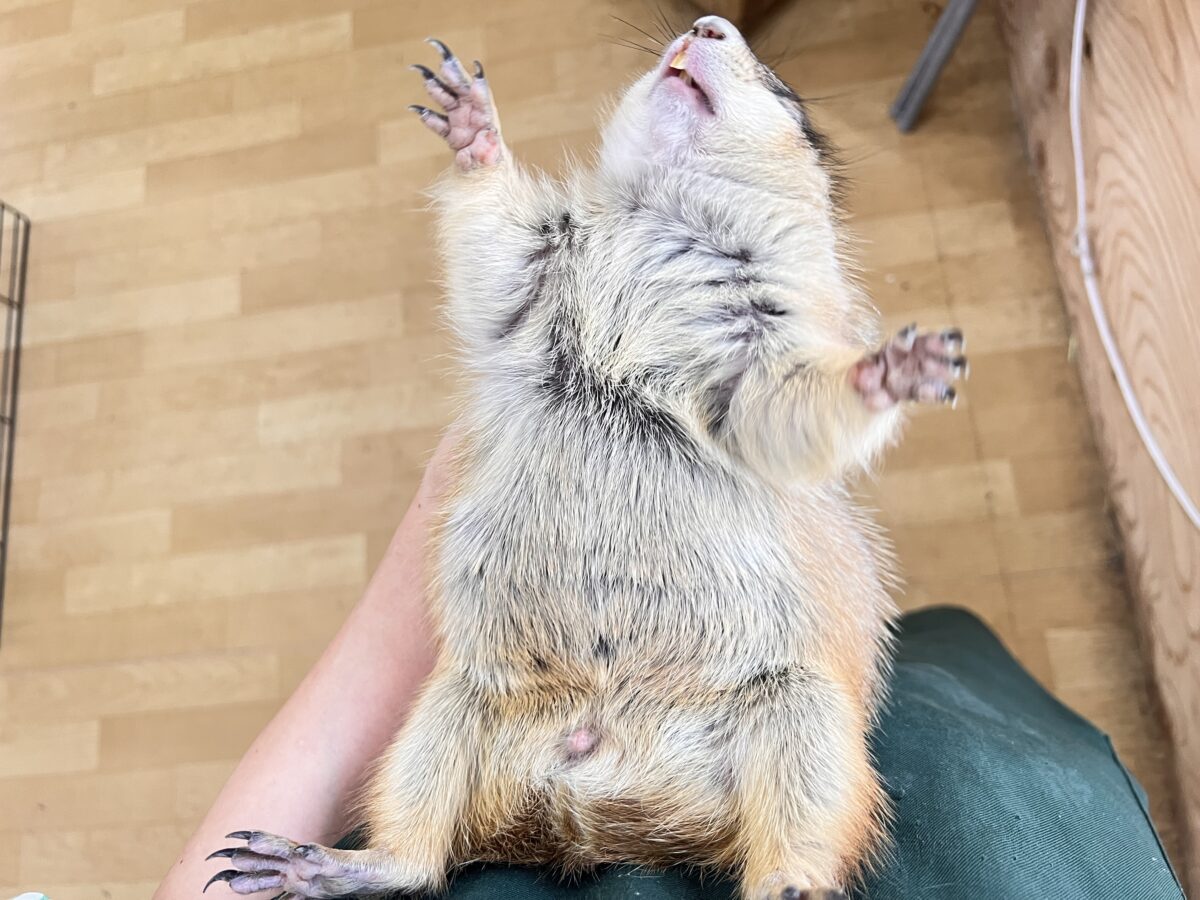 プレーリードッグ