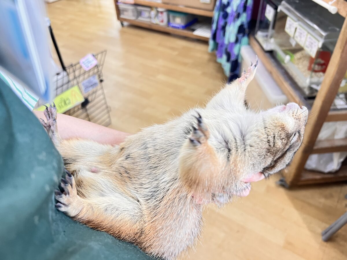 最新画像☆激レア❤天邪鬼なプレーリードッグ♡ プレーリードッグ