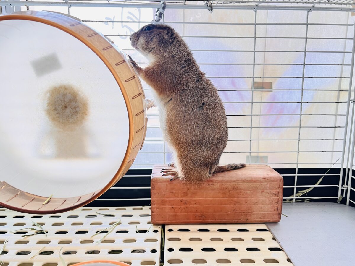 最新画像☆激レア❤天邪鬼なプレーリードッグ♡ プレーリードッグ