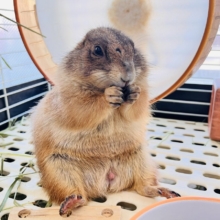 最新画像☆激レア❤天邪鬼なプレーリードッグ♡