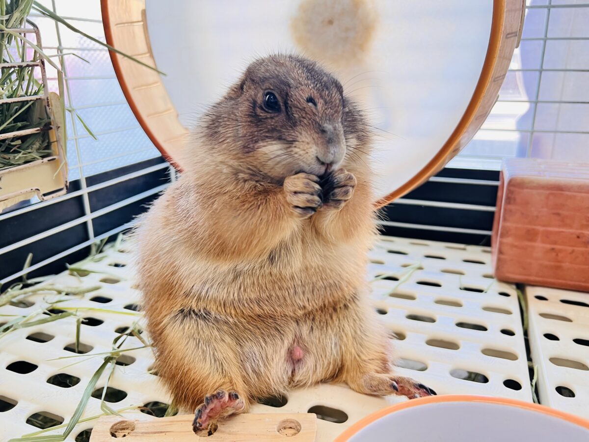 最新画像☆激レア❤天邪鬼なプレーリードッグ♡