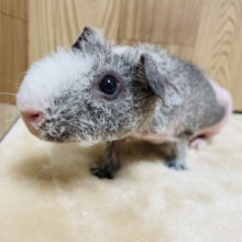 【最新画像更新🪄】恥ずかしがり屋のもちもちボディ✨スキニーギニアピックウェアウルフ（男の子）