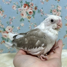 オカメインコ  ホワイトフェイスシナモンパイド  🤍🤎☁️٭