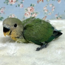 コザクラインコ  オレンジフェイス  ( 🍊･θ･)ノ‪🧡‬‪