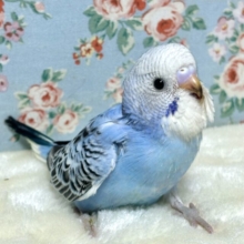 セキセイインコ  ブルーオパーリン  ️🩵🫐