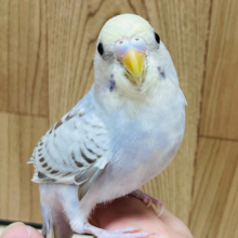 【最新画像更新🪄ひとり餌になりました！】一目惚れしちゃいます♡セキセイインコ(イエローフェイスシナモンオパーリン) ヒナ