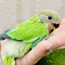 ワガママしたいやいやいやいや〜🎈🎈🧸🍭　コザクラインコ　オパーリン