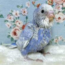 セキセイインコ   バイオレットセルフスパングル 💐💜‪‪.*･ﾟ