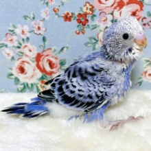 セキセイインコ  バイオレットオパーリン  💜✿𓈒𓏸