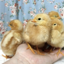 ボリスブラウン  ヒヨコ 入舎🐥🤎
