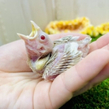 🌿☕️優しさクリームきらめきシュガー☕️🌿　シナモン文鳥