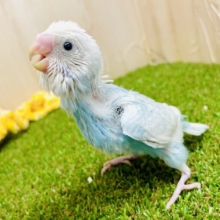 春の匂いおもいっきり浴びてみたい☀️🩵🩵　セキセイインコ　スパングルパイド