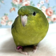 サザナミインコ  ノーマルグリーン  💚🍏🍀