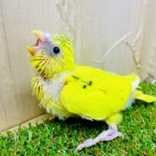 興味対象日替わりの疑問🐤🐾🐾　セキセイインコ　ハルクイン