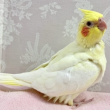 ✨最新画像✨️無邪気な姿たまらんね〜！💪🏻✨ オカメインコ(ルチノー2024年2月生まれ)
