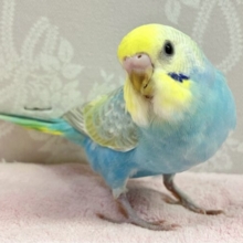 ✨️最新画像✨️可愛らしい羽色💘🌈セキセイインコ(パステルレインボー)2024年2月生まれ