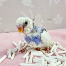 いい色🩵セキセイインコ(パイド) 2024年1月生まれ
