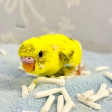 元気いっぱい💕 セキセイインコ(ハルクイン) 2024年1月生まれ