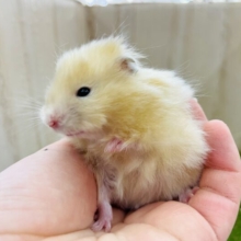 おひさまも上機嫌⤴⤴⤴僕を照らして～～～！　サテンハムスター　男の子