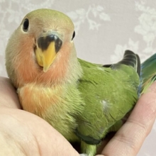 ✨️最新画像✨️ぺっとり系コザ🫶 ノンストップ好奇心っ！😚コザクラインコ ノーマル(2024年1月生まれ)
