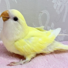 ✨️最新画像✨️カメラマンさんこっちよー！🥰 バツグンなアピール力💕コザクラインコ クリーム (2024年1月生まれ)