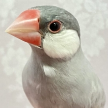 ✨️最新画像✨濃いアタマかっこいー！😎シルバー文鳥 2023年11月生まれ