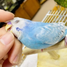 1人餌💓最新画像・動画になりますよ💫憧れ空はどんな模様？🌌一緒に予報しちゃおう🚀　セキセイインコ　スパングル