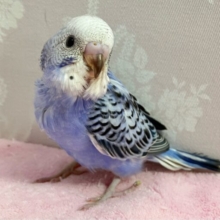 ❣️最新画像❣️かっこいい羽✨セキセイインコ (オパーリン) 2024年1月生まれ