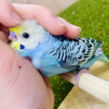 さし餌1回❤️‍🔥最新画像になりますよ💫ひよこ組🐤🐤のトゥウィンクル🌟ブルーいんこちゃん🩵💛　セキセイインコ　YFオパーリン