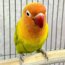 温かみのあるオレンジカラー‪！🧡‬‪🍊.*゜ヤマブキボタンインコ　2022年9月生まれ