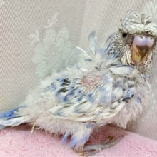 色素薄い系クルクルちゃん！🩵 羽衣セキセイインコ (2024年3月生まれ)