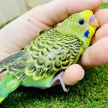最新画像になりますよ💫気まぐれカーテンコール🪴照れ笑いで返すよ🌿🌿🫶　セキセイインコ　ノーマル